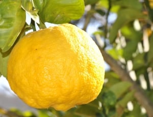 shallow focus photography of lemon thumbnail