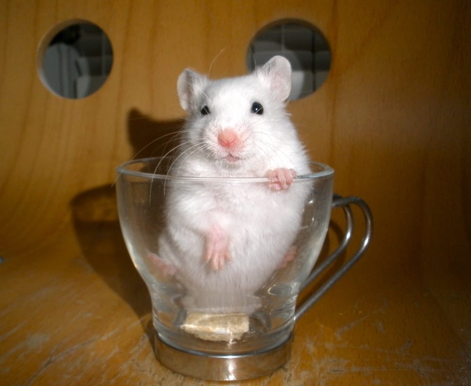 mouse in a cup preview