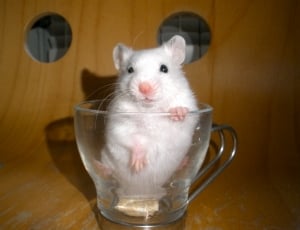 mouse in a cup thumbnail