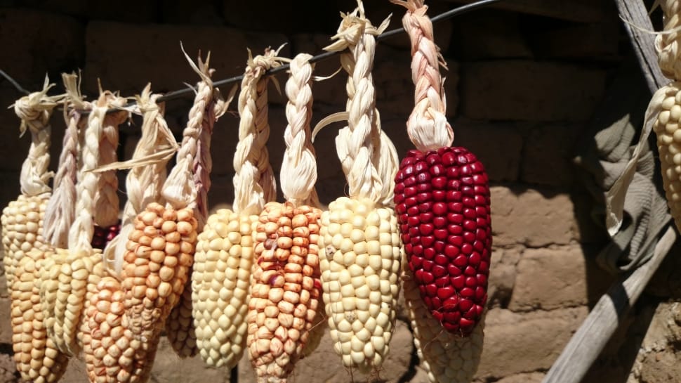 Dry, Agriculture, Corn, Lake Titicaca, food and drink, food preview