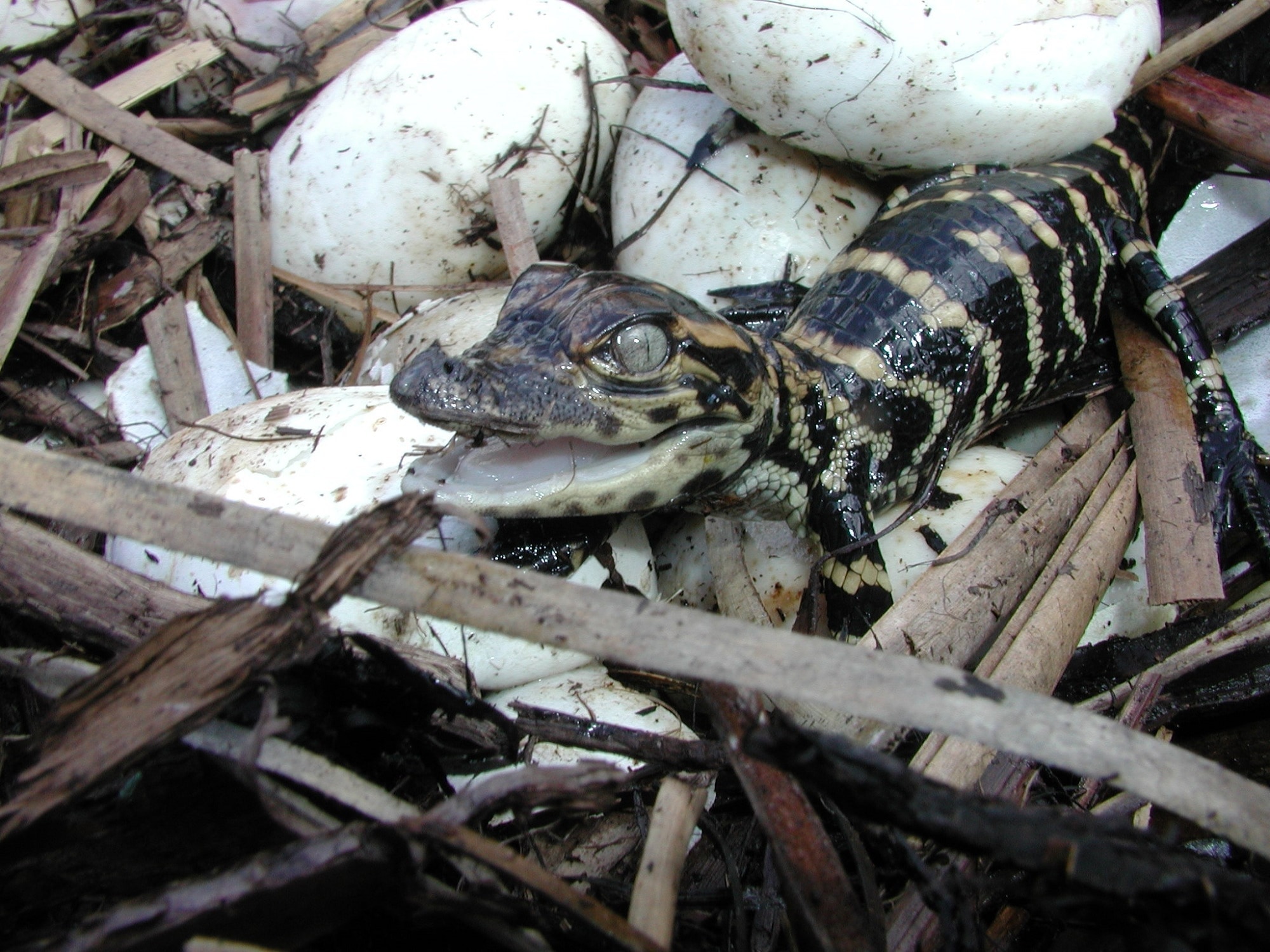 black and brown baby crocodile