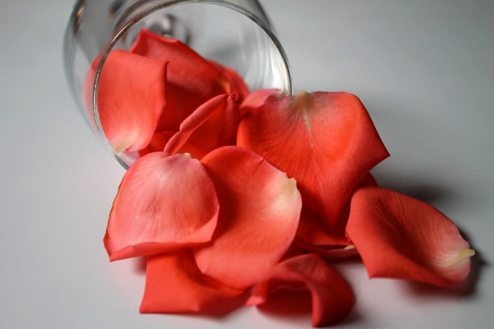 Petals, Flower, Rose Petals, Plant, Rosa, red, food and drink preview