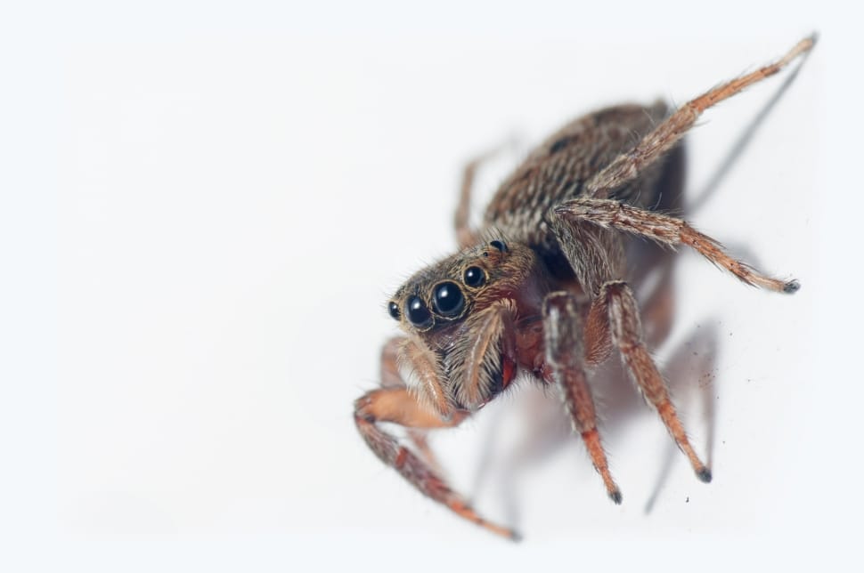 brown jumping spider preview