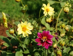 shallow focus photography of yellow and pink flowers during daytime thumbnail