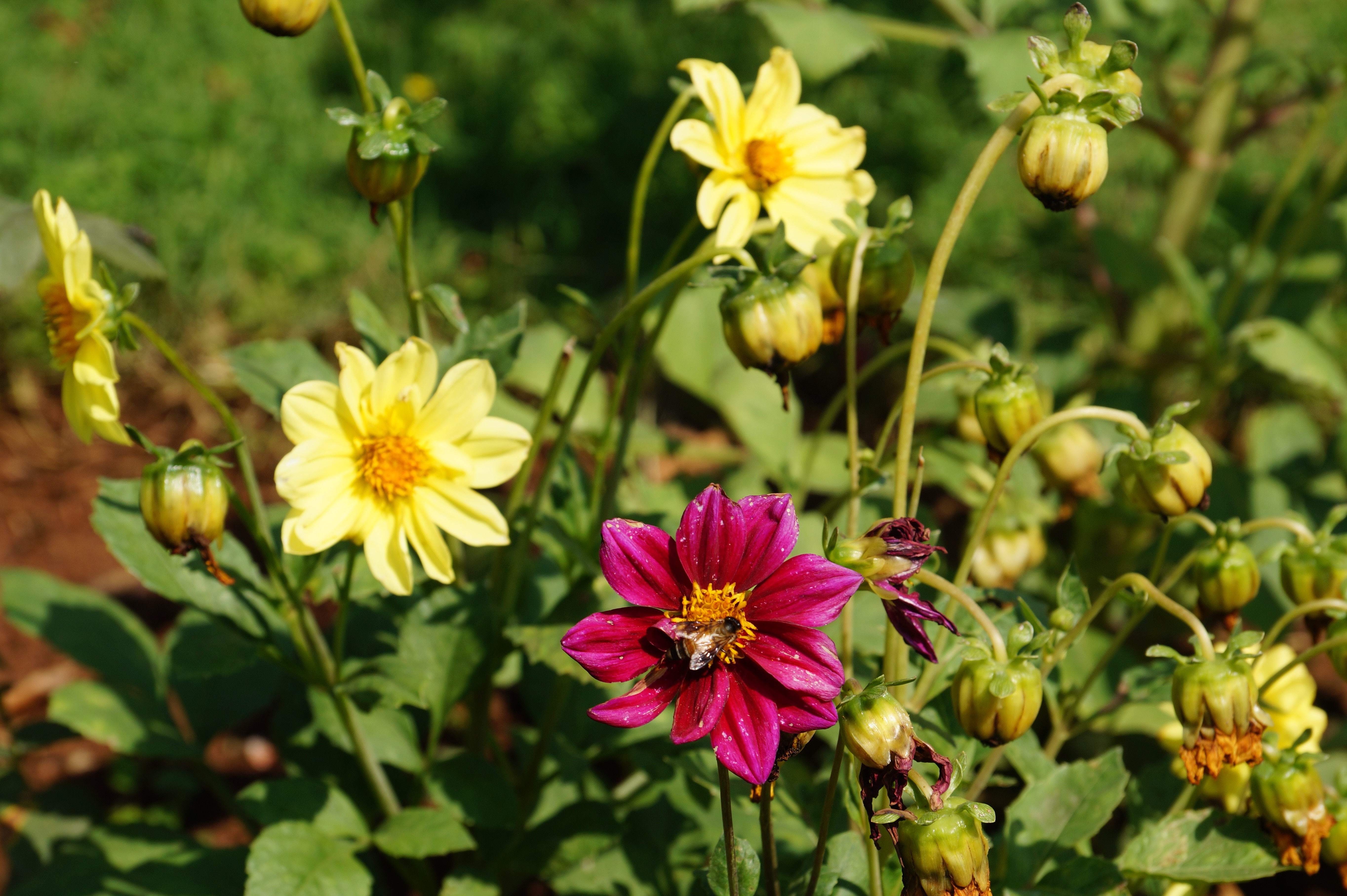shallow focus photography of yellow and pink flowers during daytime