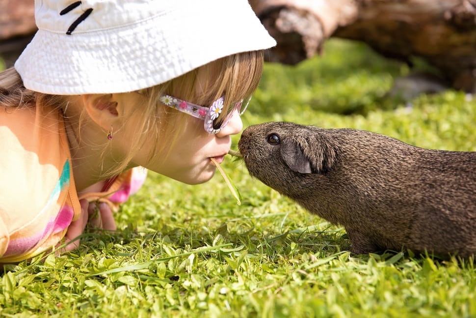 Guinea Pig, Friendship, Child, Sweet, grass, children only preview