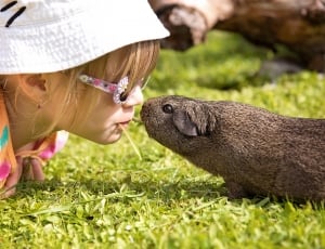 Guinea Pig, Friendship, Child, Sweet, grass, children only thumbnail