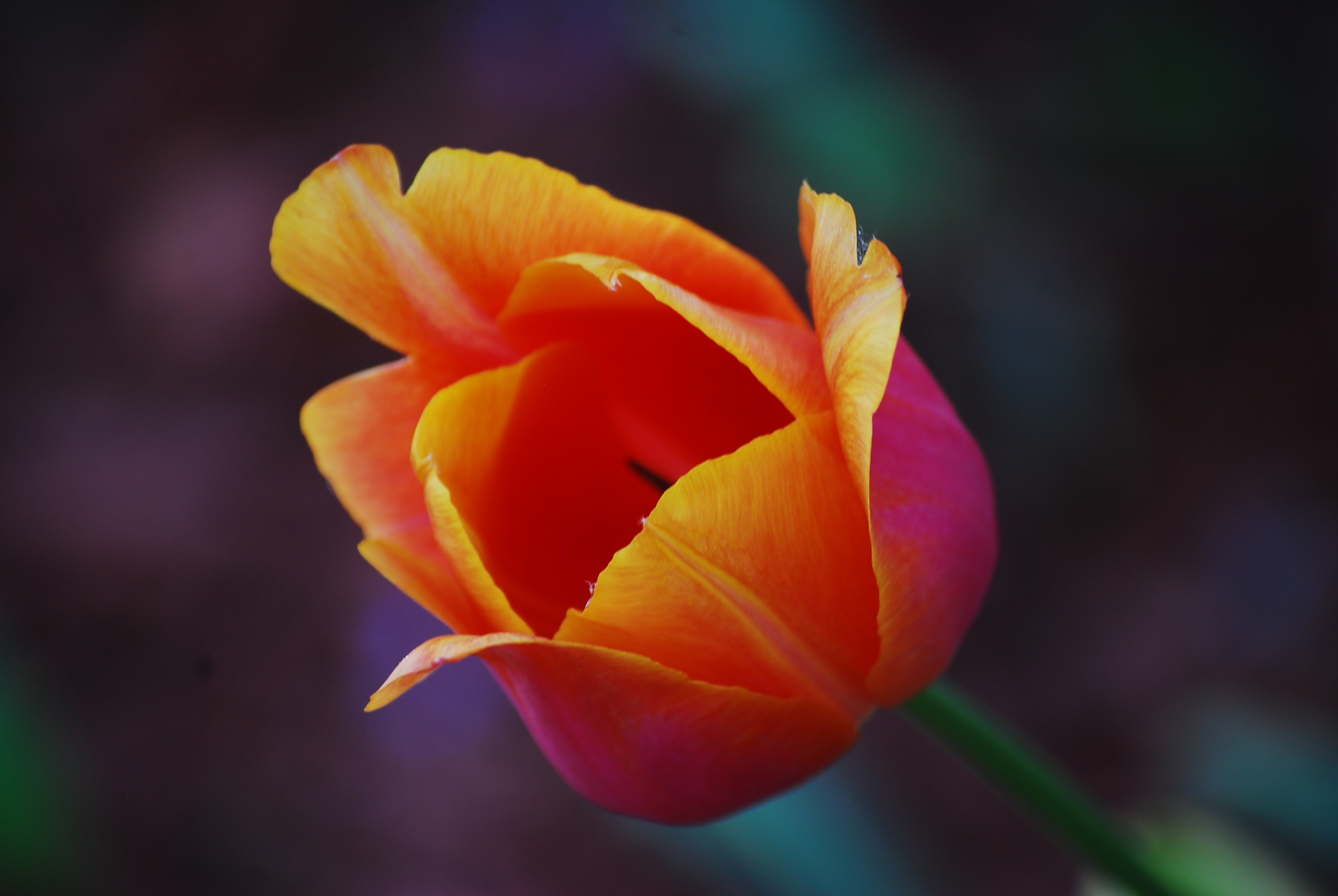 Tulip, Plant, Flower, Orange, Petal, flower, petal