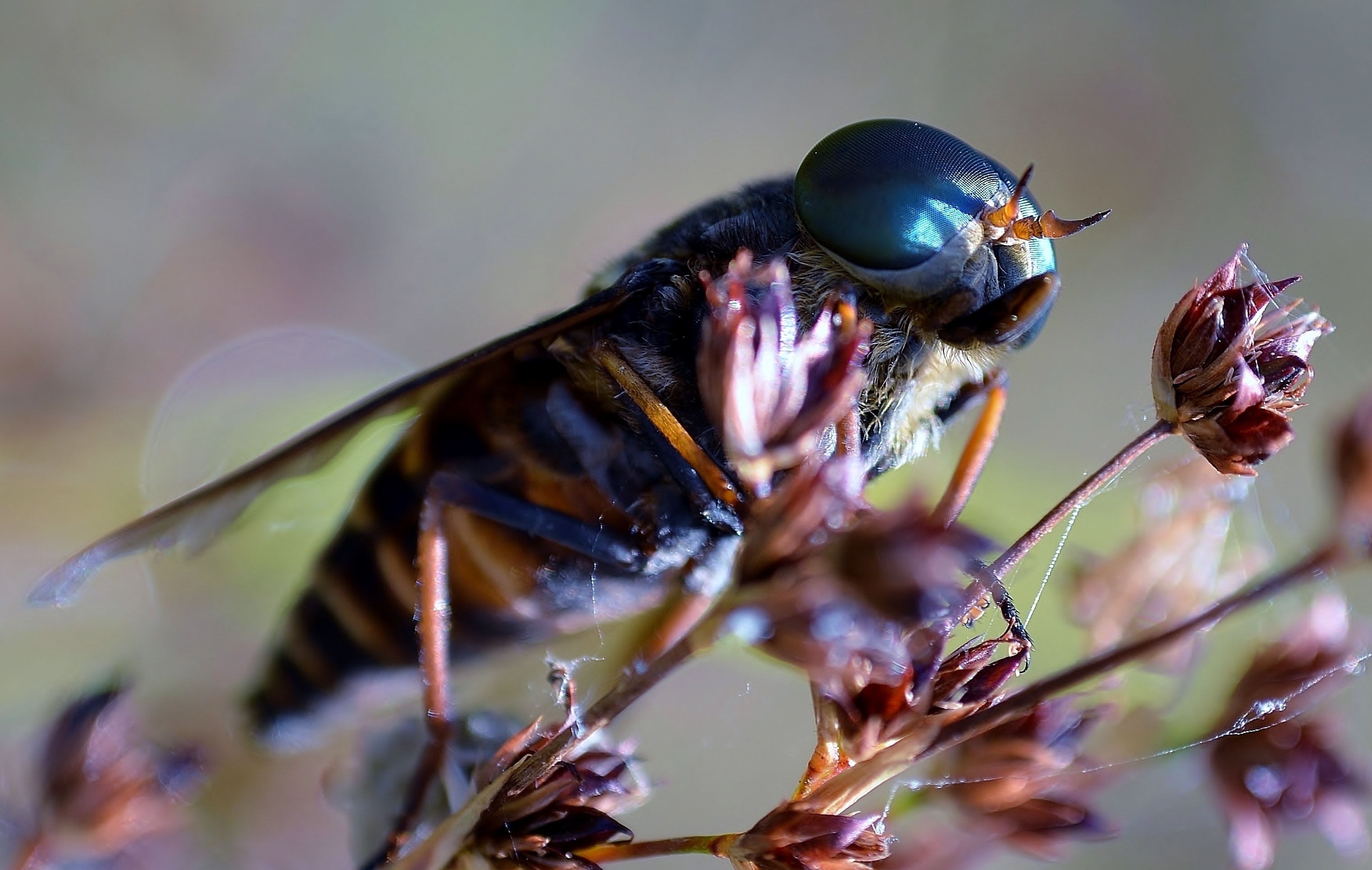 1920x1080 wallpaper | blue bee | Peakpx