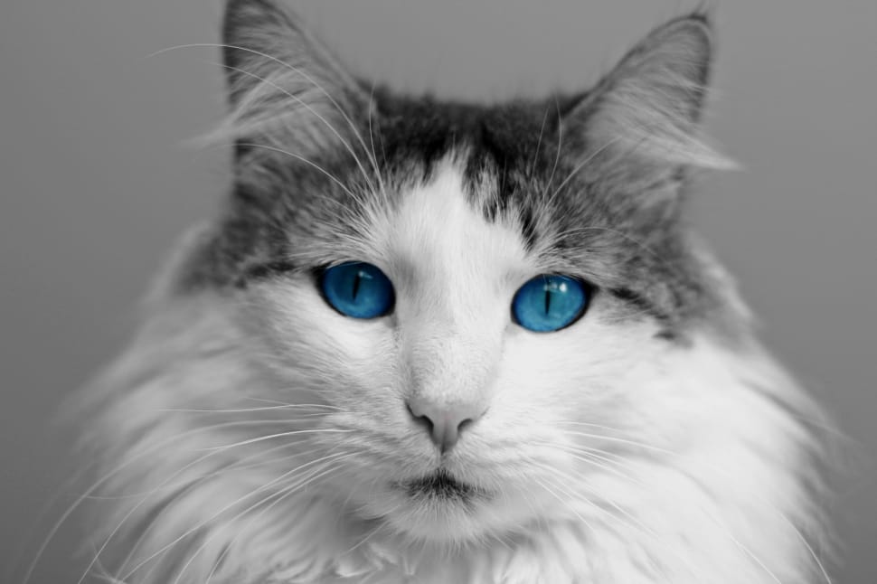 gray scale photo of cat preview