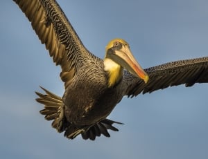 brown and grey pelican thumbnail