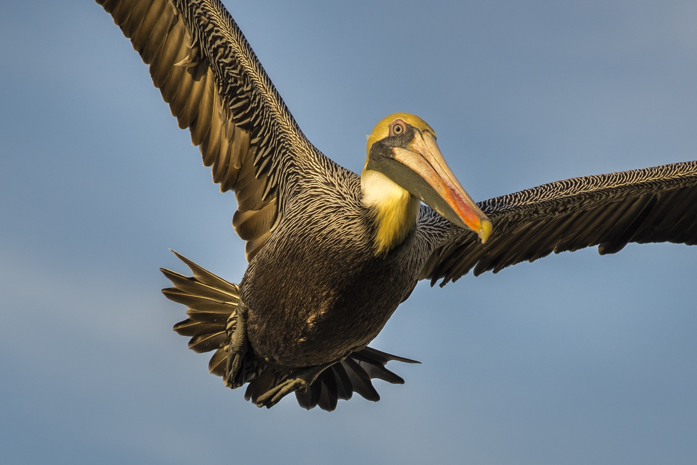 brown and grey pelican