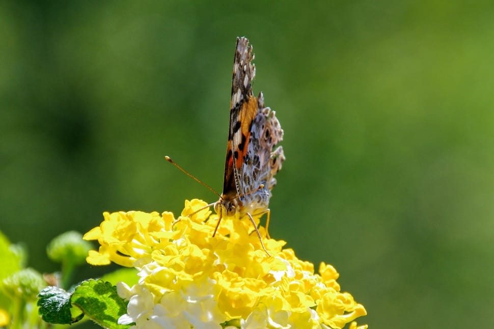 macro photography of orange and brown butterfly on yellow ixora coccinea preview