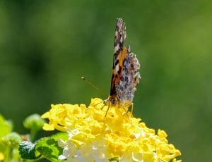 macro photography of orange and brown butterfly on yellow ixora coccinea thumbnail