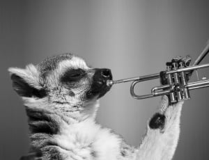 lemur playing trumpet thumbnail