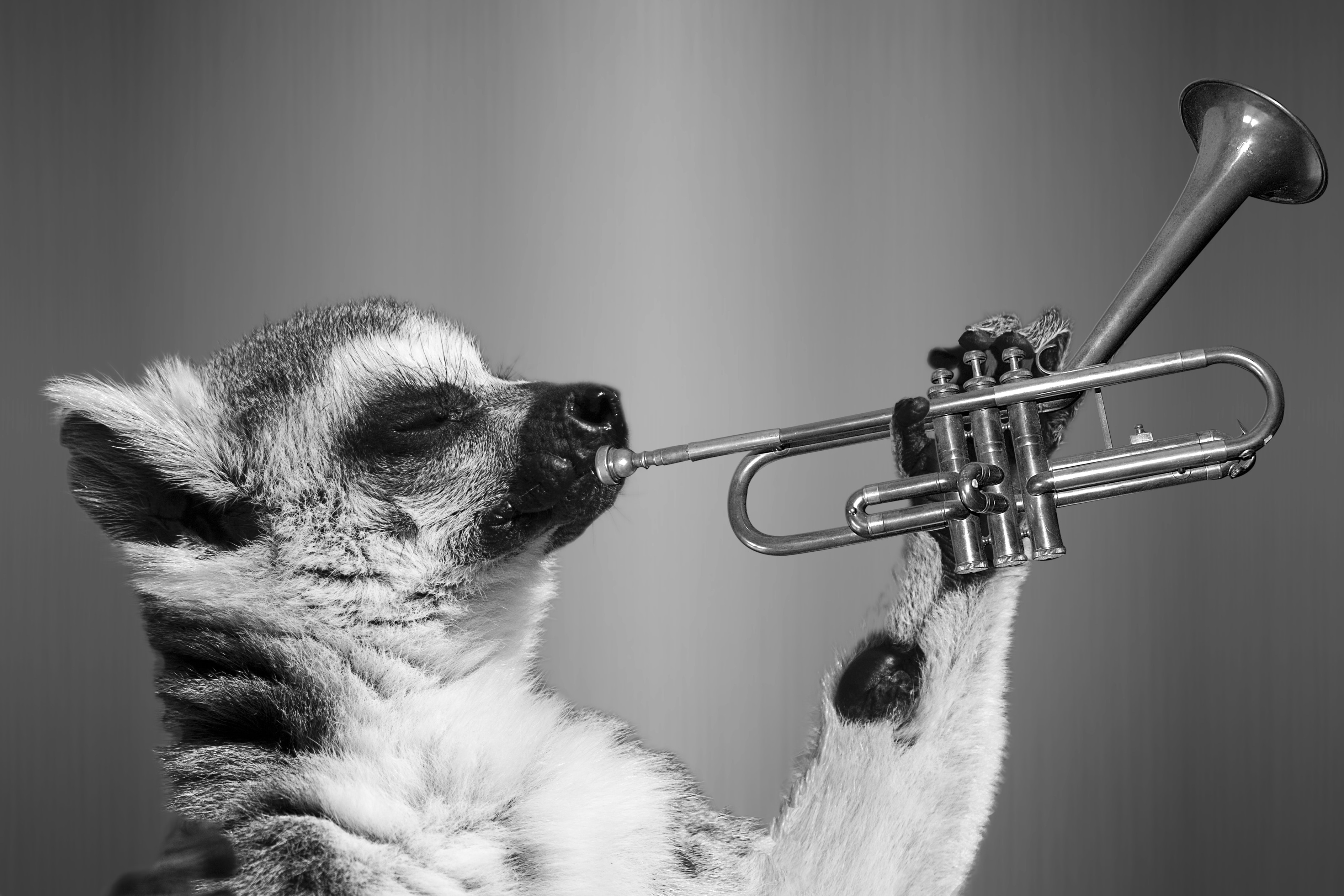 lemur playing trumpet