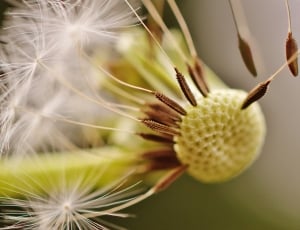 white dandelions thumbnail