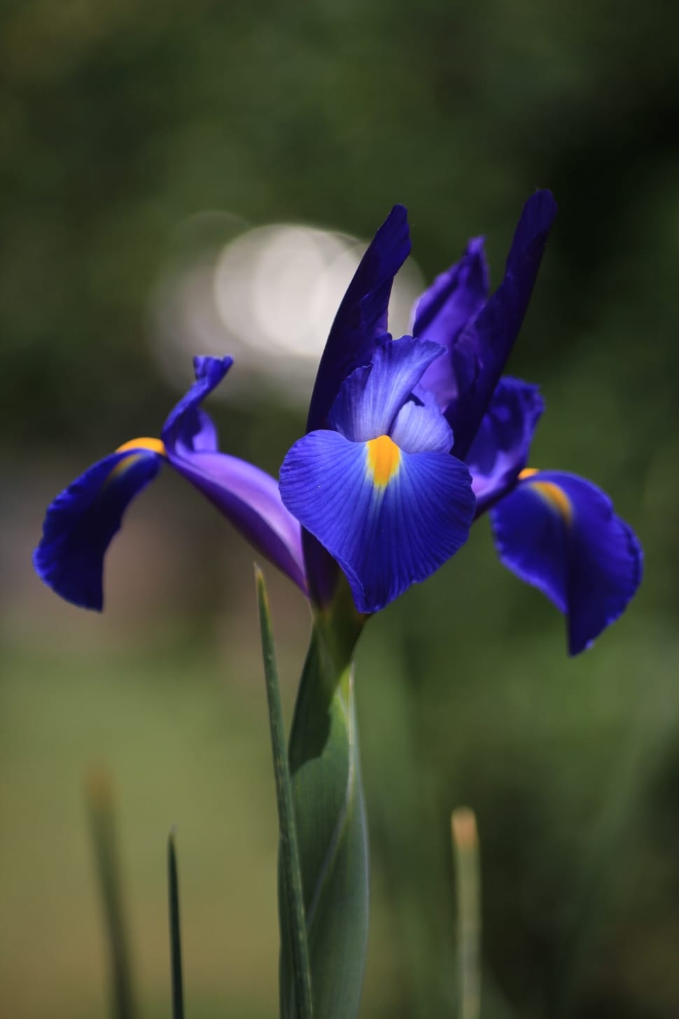Bloom, Blossom, Flower, Blue, Iris, flower, petal preview