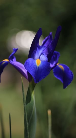 Bloom, Blossom, Flower, Blue, Iris, flower, petal thumbnail