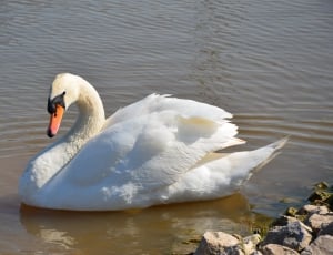 white swan on rippling body of water at daytime thumbnail