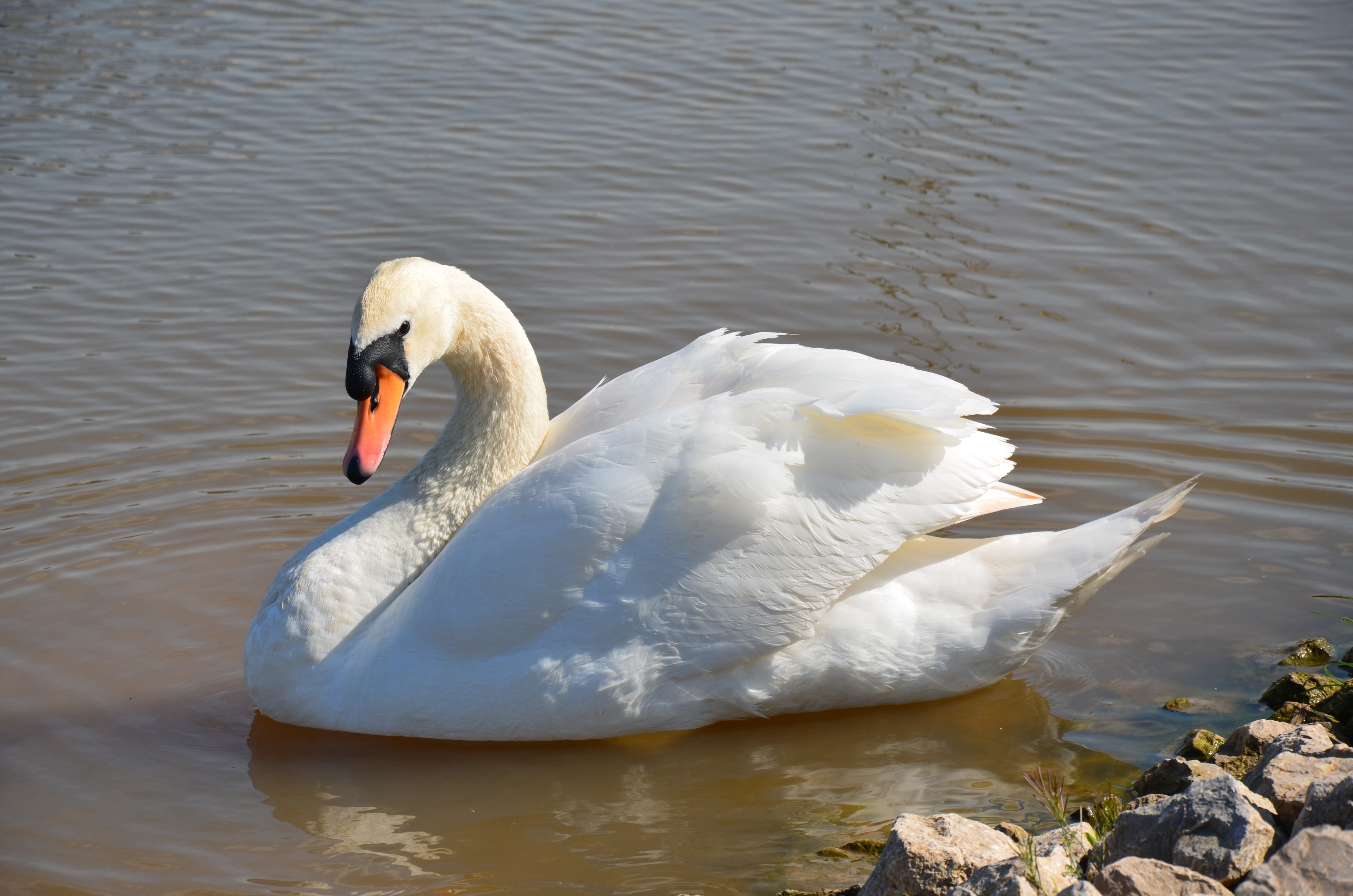 white swan on rippling body of water at daytime