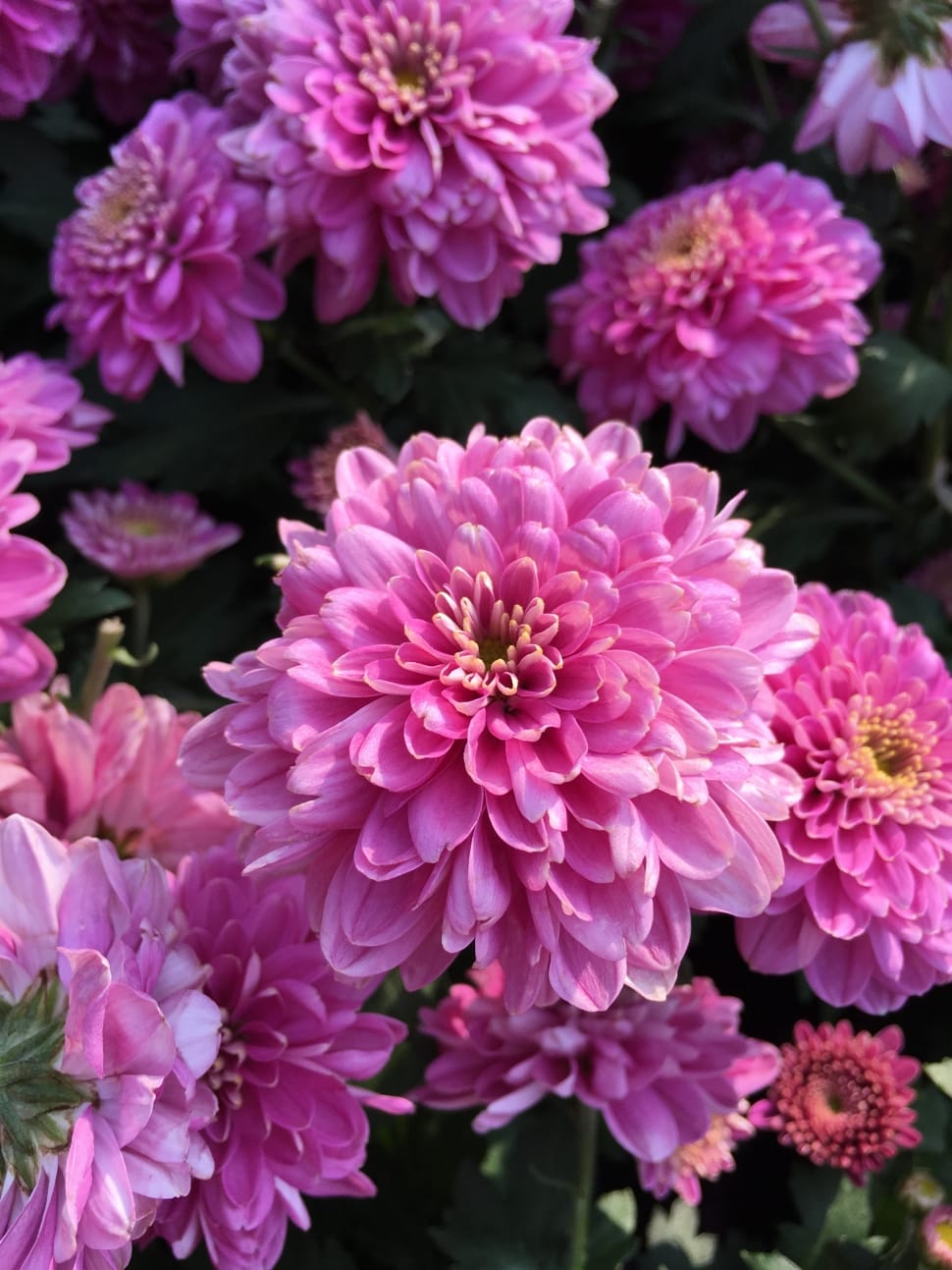 Chrysanthemum, Pink, Cascade, flower, beauty in nature preview