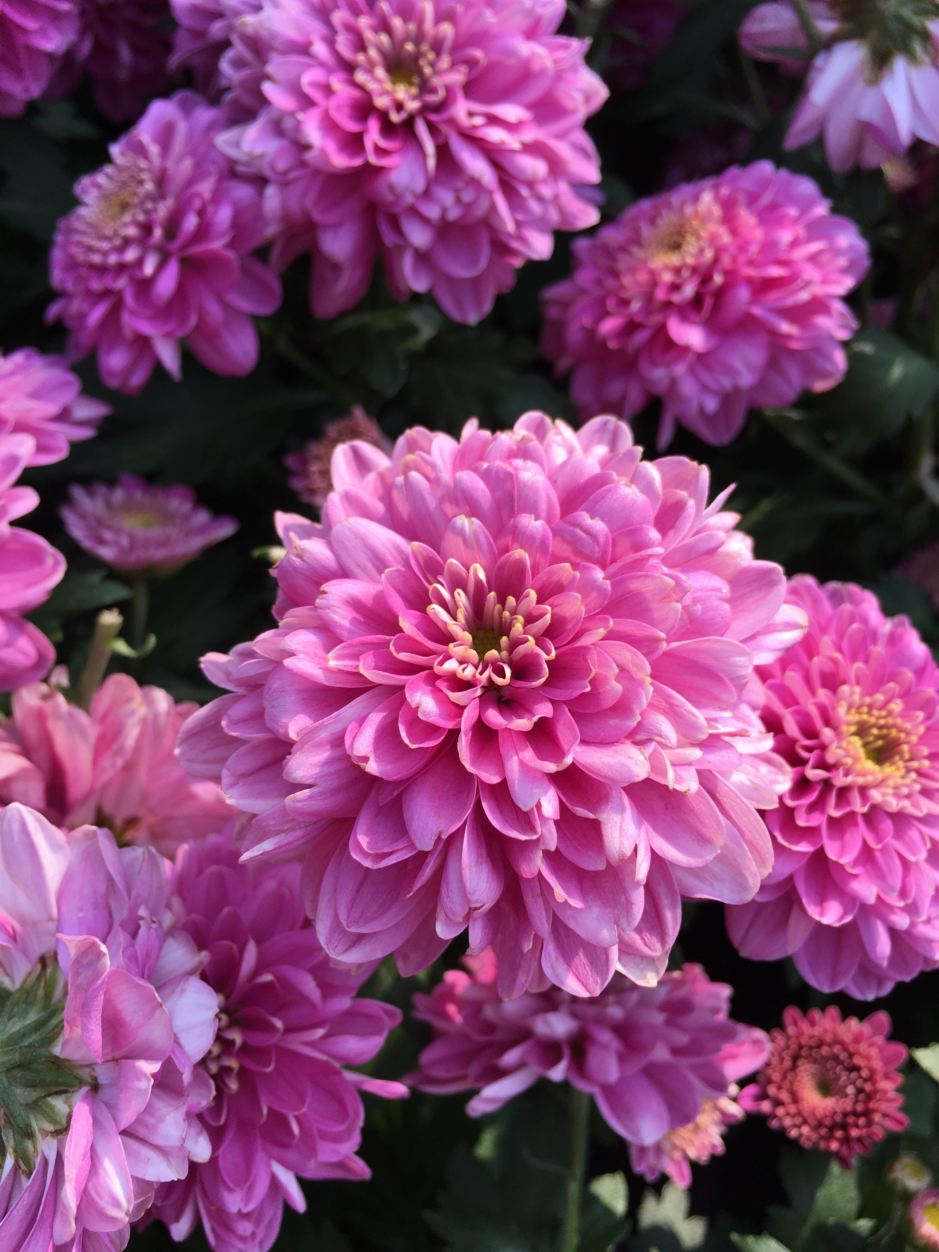 Chrysanthemum, Pink, Cascade, flower, beauty in nature
