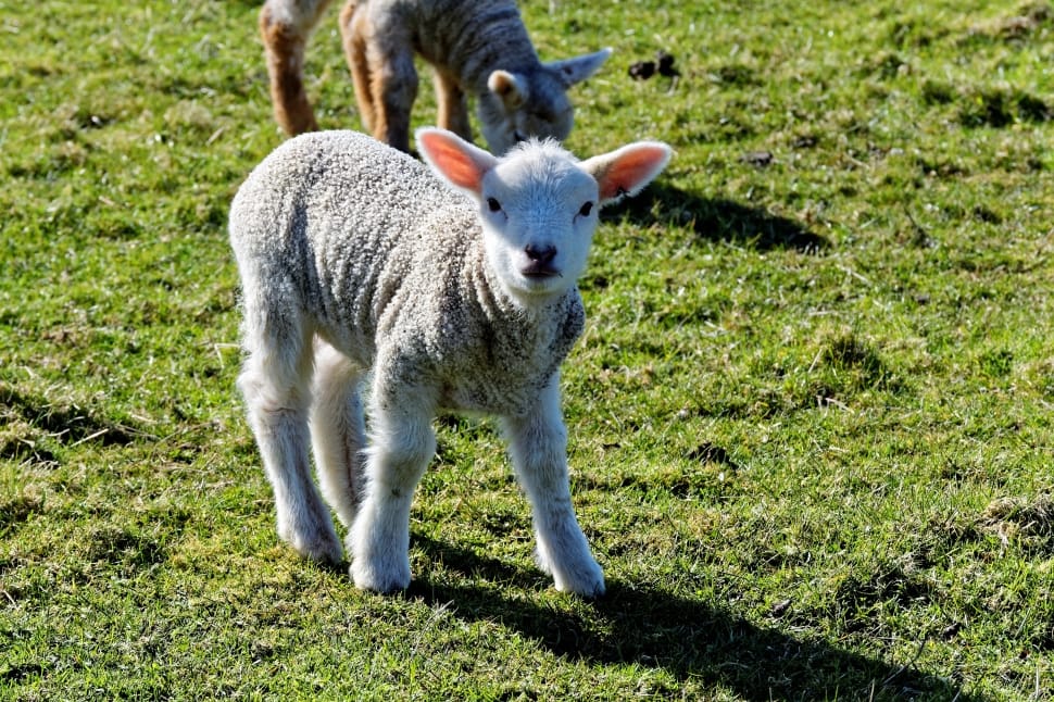 Sheep, Nature, Green, Lamb, Farm, Grass, animal themes, one animal preview