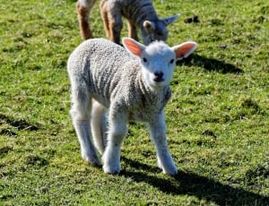 Sheep, Nature, Green, Lamb, Farm, Grass, animal themes, one animal thumbnail