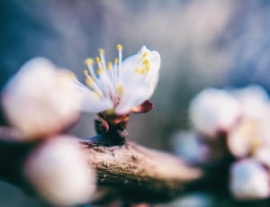 selective focus photography of white petal flower thumbnail