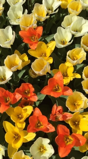 yellow white and orange flowers thumbnail