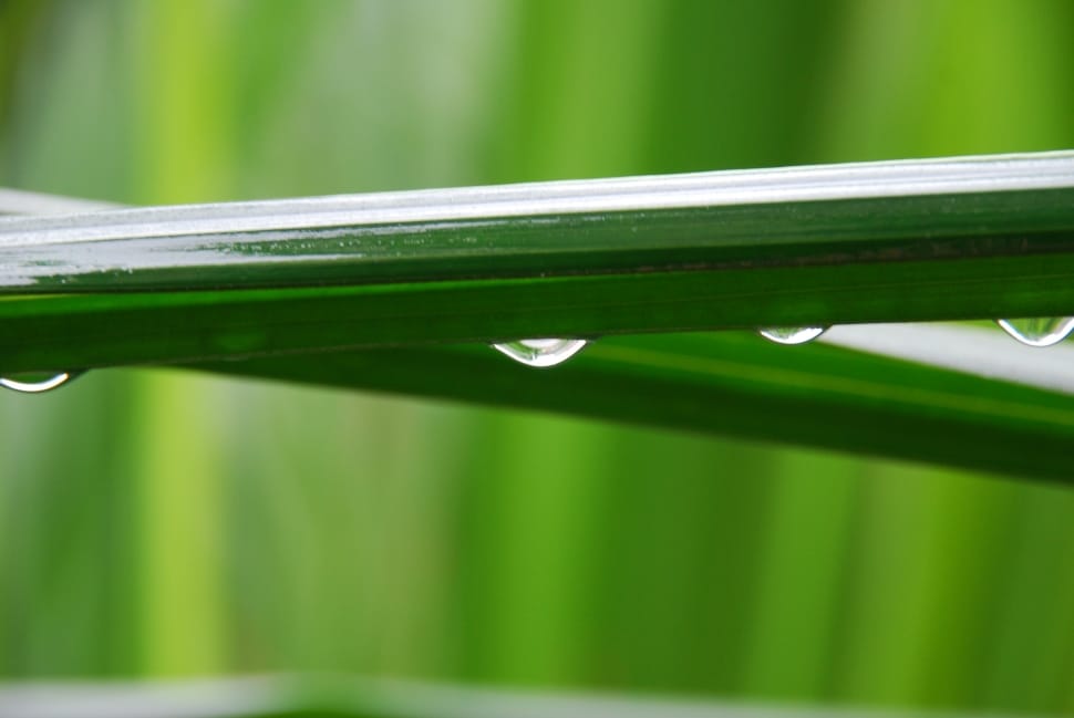 shallow focus of grass preview