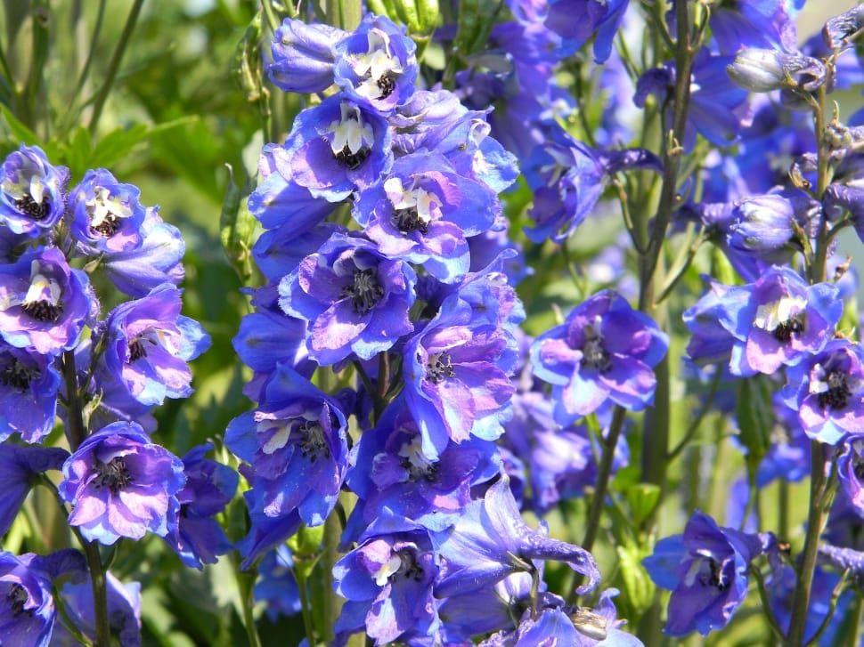 Delphinium, Purple Delphinium, purple, flower free image | Peakpx