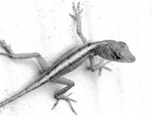 grayscale photo of lizard thumbnail