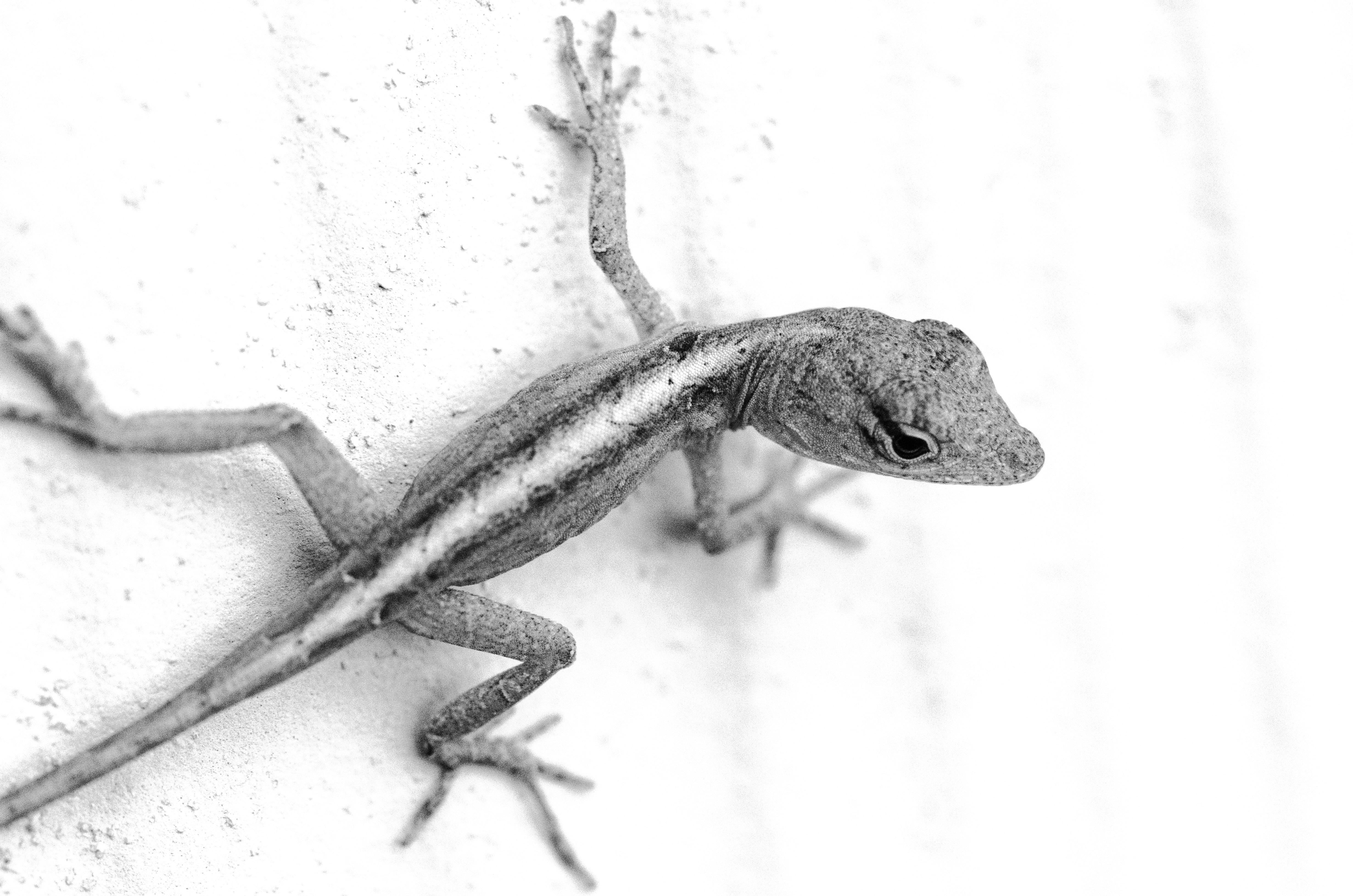 grayscale photo of lizard