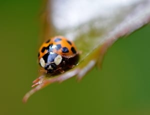 macro photography of orange ladybug on green leaf during daytime thumbnail