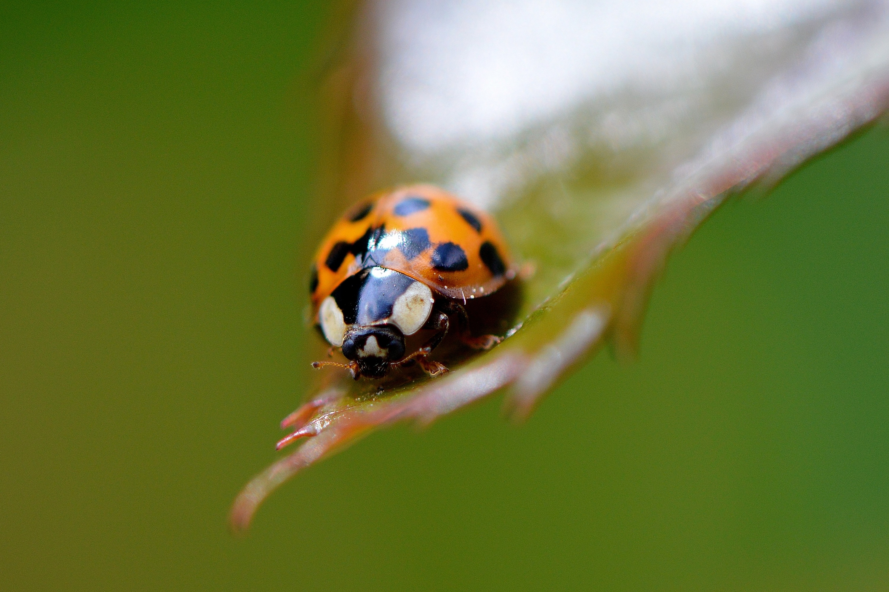 macro photography of orange ladybug on green leaf during daytime