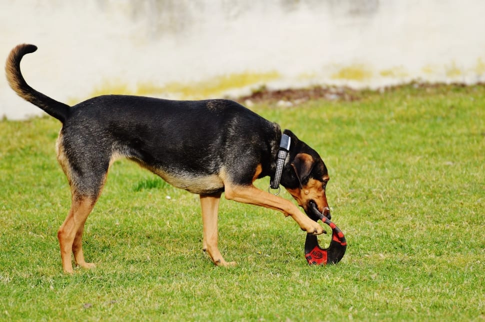 black and tan beauceron preview