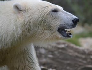 2 white polar bears free image | Peakpx