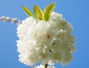 white cluster petal flower thumbnail
