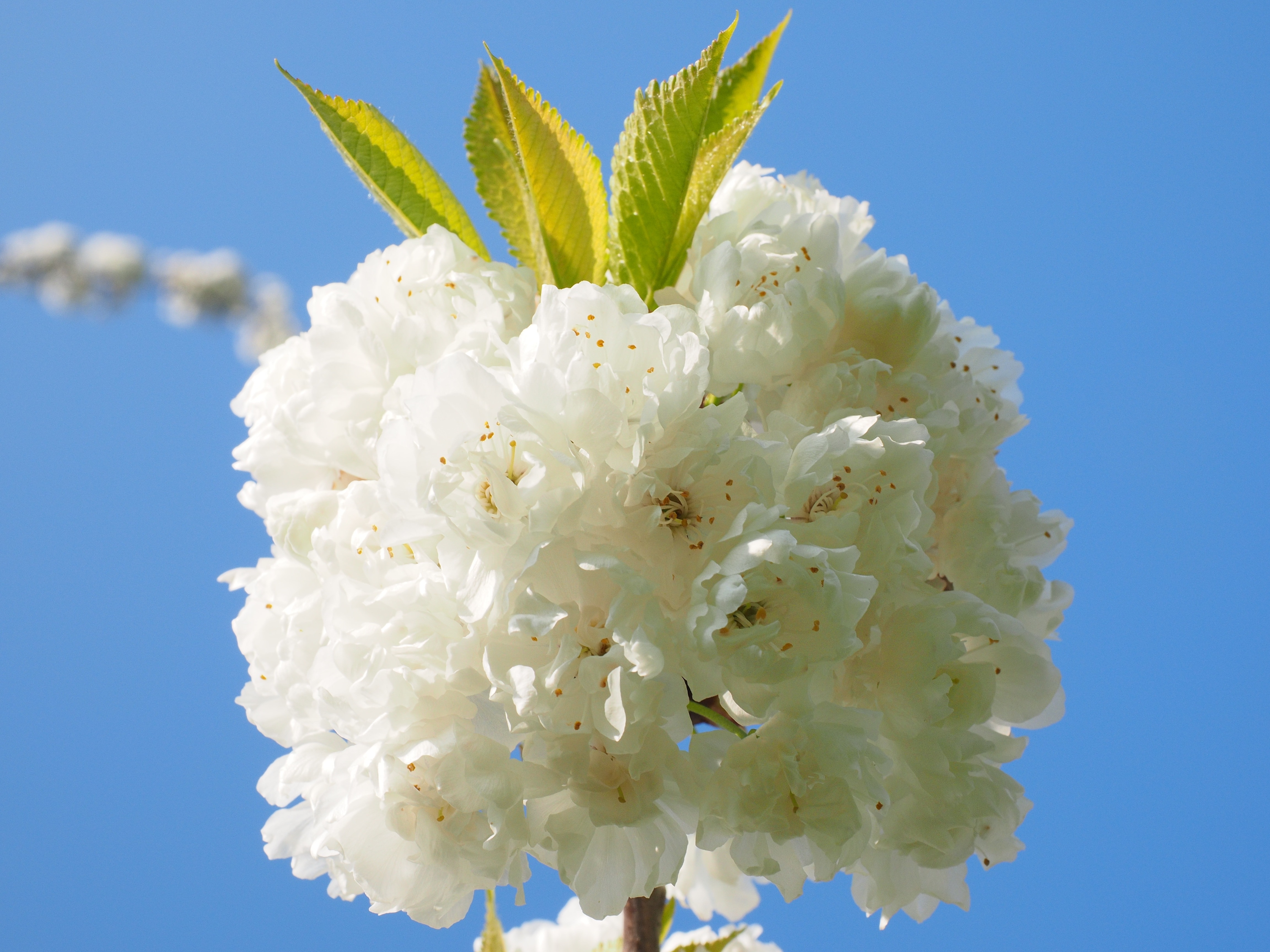 white cluster petal flower