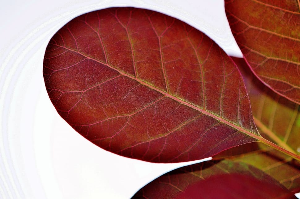 croton leaf preview