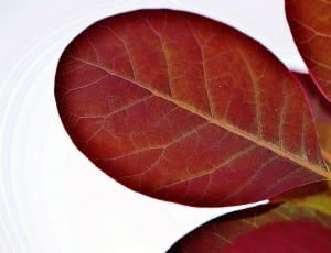 croton leaf thumbnail