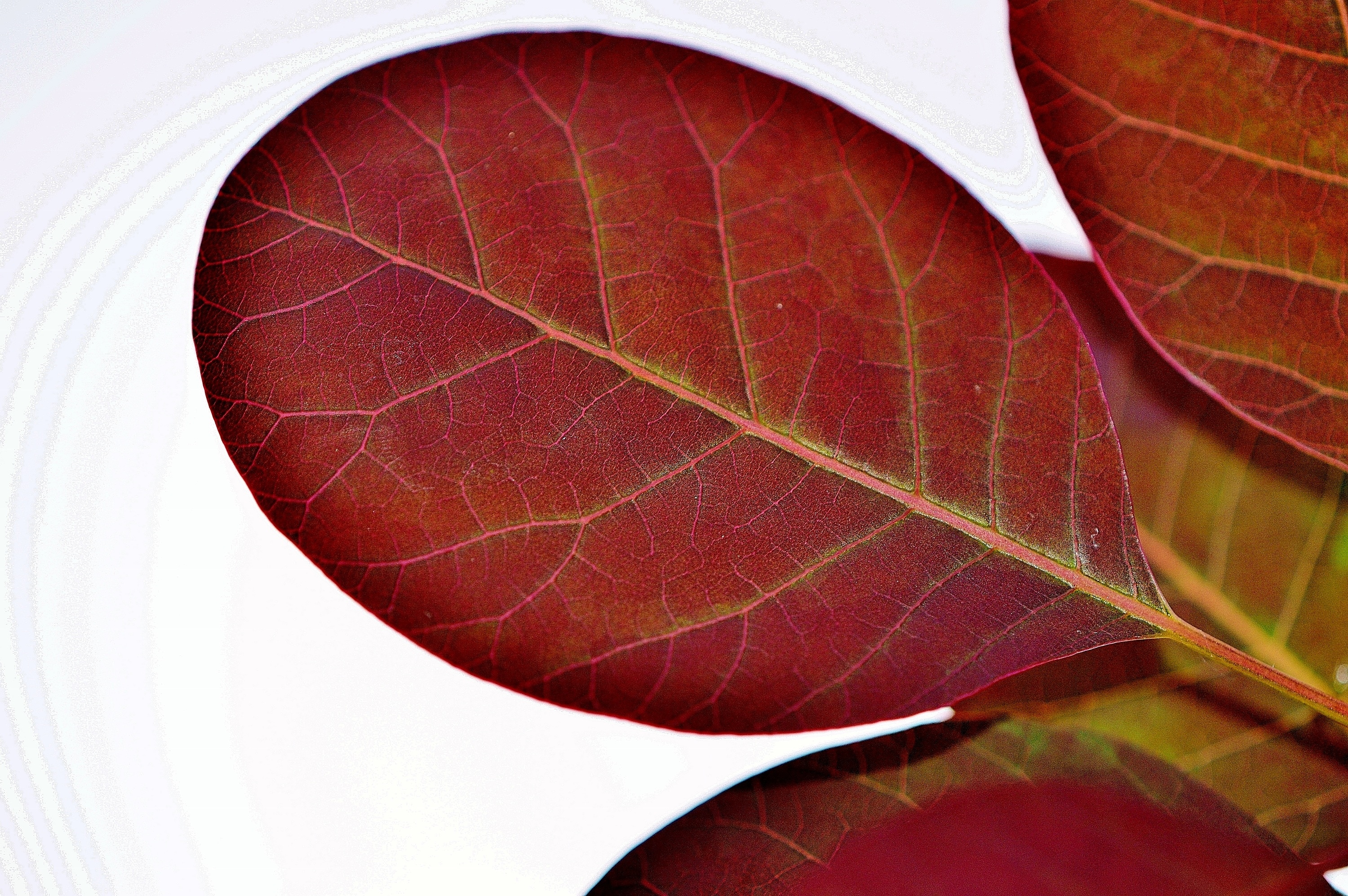 croton leaf