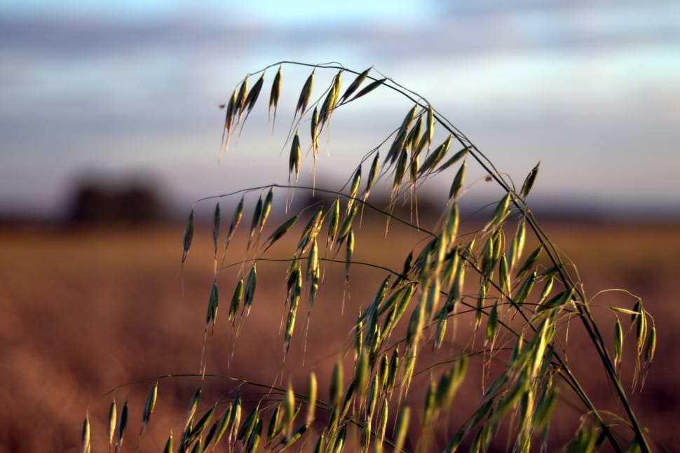 shallow focus photography of green wheat during daytime preview
