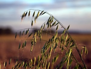 shallow focus photography of green wheat during daytime thumbnail