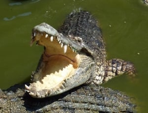 black and gray crocodiles thumbnail