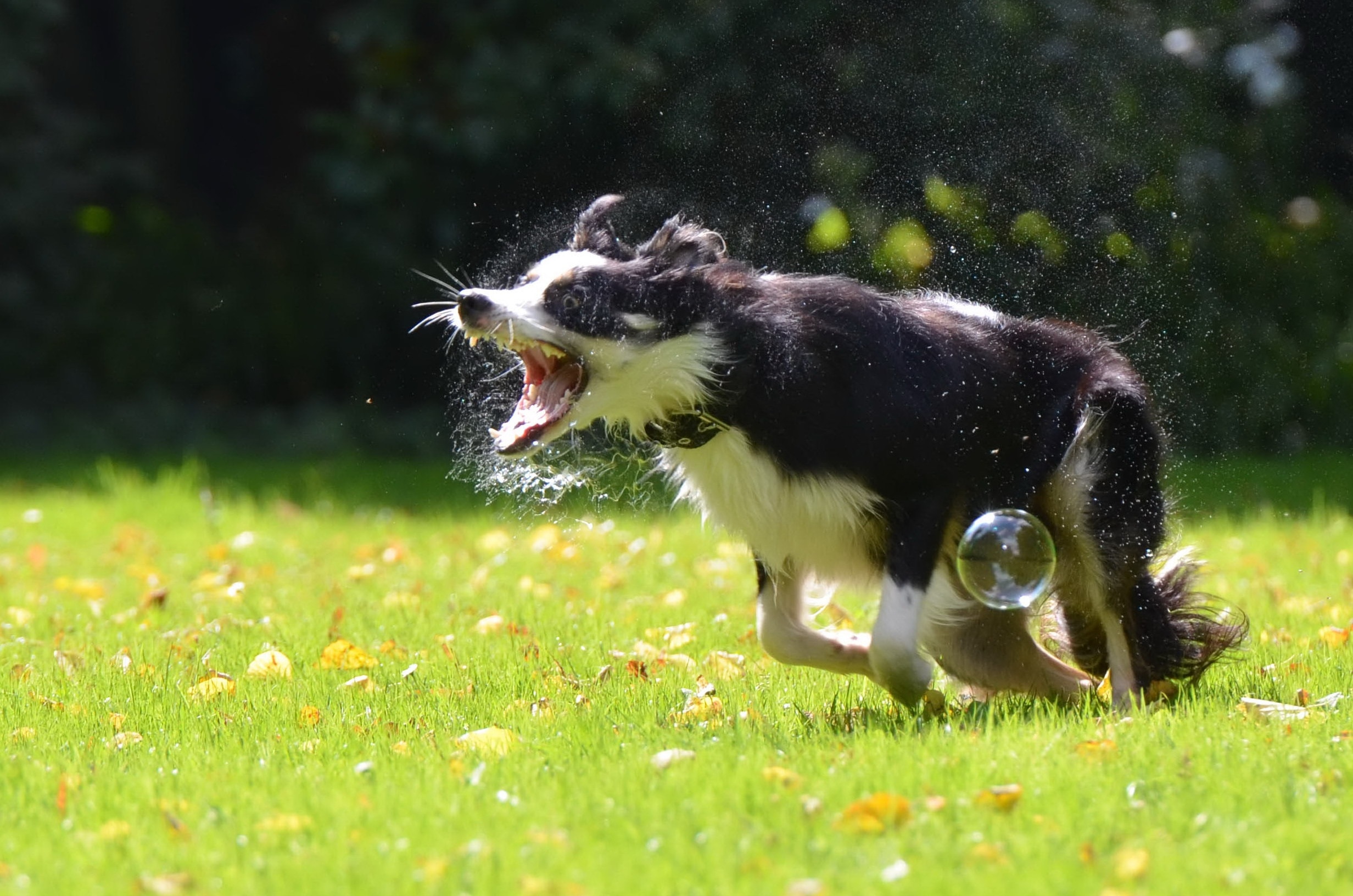 black and white border collie free image | Peakpx