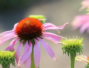 pink and red flower thumbnail
