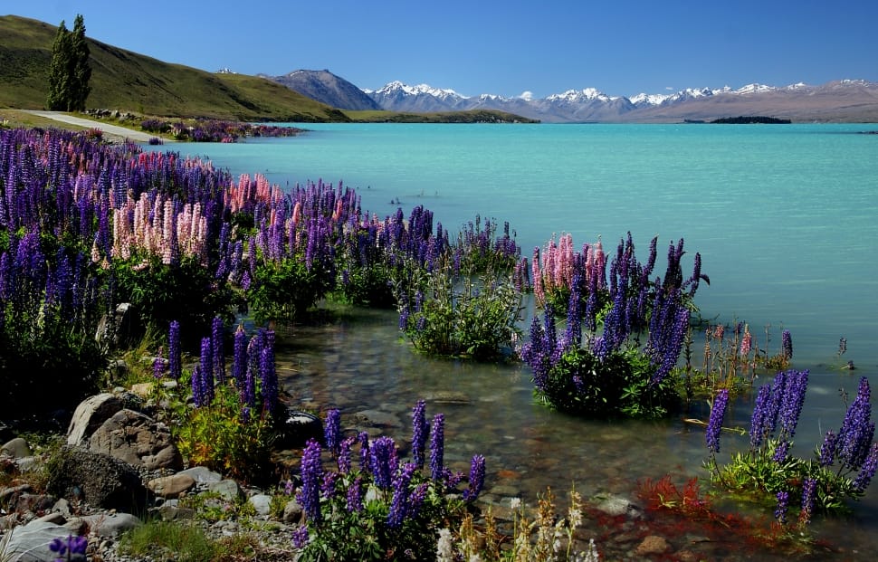 Russell Lupins, Lake Tekapo, NZ preview